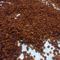 آلو خورشتی طبیعی|عمده‌فروشی|سرپل ذهاب, |دیوار