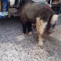 قصاب سیار هستم