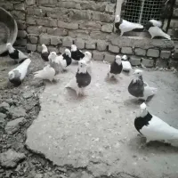 کبوتر طوقی|پرنده|رامند, |دیوار