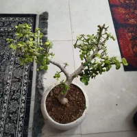 گلدان بونسای