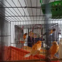 قناری قرمز رنگی