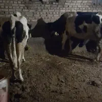 دو راس گاوشیری خانگی