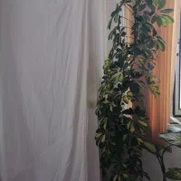 درختچه شفلرا|گل و گیاه طبیعی|دهگلان, |دیوار