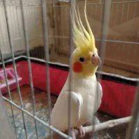 عروس هلندی نر