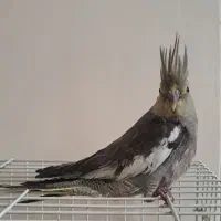 جوجه عروس هلندی ۴۰ روزه