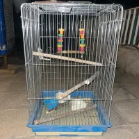 قفس پرنده