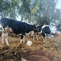 گاو|حیوانات مزرعه|رامیان, |دیوار