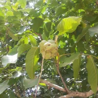 باغ-1000-متری-شهری