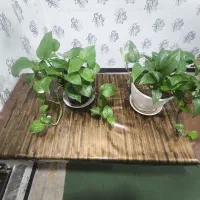 میز کامپیوتر