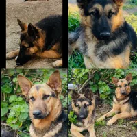 ژرمن شپرد اصیل