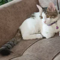 واگذاری گربه|گربه|شهریار, شهرک شاهد|دیوار