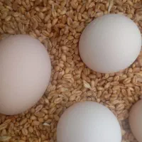 فروش تخم مرغ برهما
