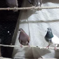 کبوتر۱۵۰ انتخابی