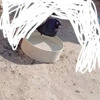 کبوتر سیاه ماده