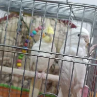 عروس هلندی نر و ماده