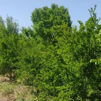 باغچه گیجه سبز|فروش دفتر صنعتی، کشاورزی، تجاری|قم, عمار یاسر|دیوار