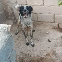 سلام دو قلاده سگ روزگاری