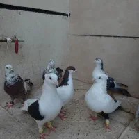دو جفت حیوون عطیقه درجه یک لاری قناری سگ