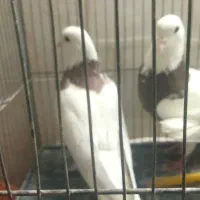 فروش 2عدد نرطوق ویه نرپشت سیاه کفتر|پرنده|بیرجند, |دیوار