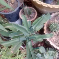 گل طبیعی|گل و گیاه طبیعی|یزد, |دیوار