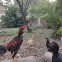 خروس لاری اصیل وجوجه خروس لاری