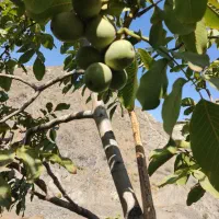 گردو زنی حتماً فیلمی که گذاشتم نگاه کنید