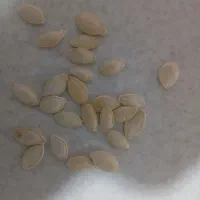 تخم کدو اژیلی کیلو ۵۰۰