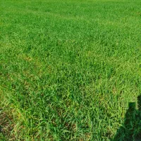 استخدام مسئول فنی دررشته کشاورزی