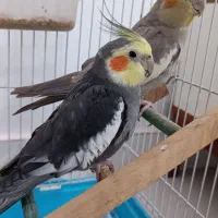 فروش فوری عروس هلندی نر و ماده