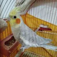 عروس هلندی نر