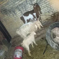 دو بز و یه بیگ