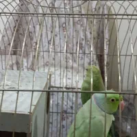 طوطی برزیلی.شاه طوطی ملنگو