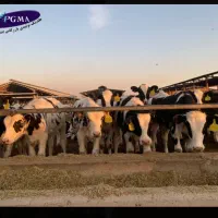 کارگر گاوداری