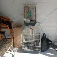 قفس مرغ عشق وطوطی