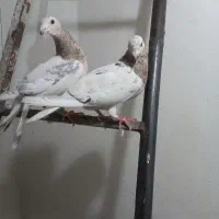 ماده هفت رنگ بشرط تخم وجوجه