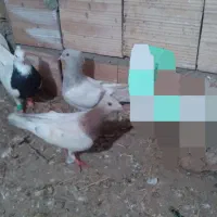 کفتر|پرنده|اسفراین, |دیوار