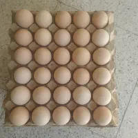 تخم مرغ محلی(گلپایگان) زیر قیمت دانه ای 10 تومان|خوردنی و آشامیدنی|کرج, مهرویلا شمالی|دیوار
