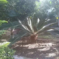 سیکاس بزرگ چند ساله