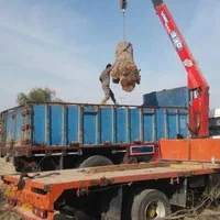 خریدار انواع درخت وچوب،هرس و برش با اره بنزینی|خدمات باغبانی و درختکاری|بندرعباس, |دیوار