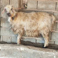 ۲ راس میش.. بره دار و ابسن|حیوانات مزرعه|شیراز, شاپورجان|دیوار