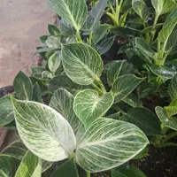 گل آپارتمانی  فیلودندرون برکین