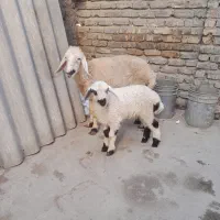 گوسفندبره داروگوسفندابستن