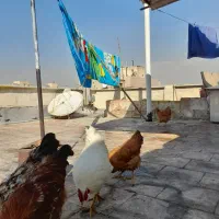 خروس و مرغ