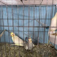 جوجه عروس هلندی|پرنده|زنجان, |دیوار