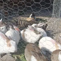 تعدادی بچه خرگوش بازیگوش