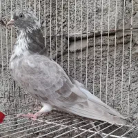 کبوتر تهرانی‌پرشی|پرنده|بابلسر, |دیوار