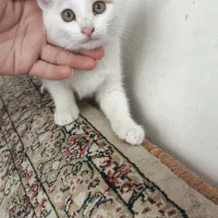گربه|گربه|طرقبه, |دیوار