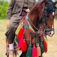 اسب نریان عرب