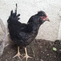 ۲ عدد مرغ یکی گلین وسلطان
