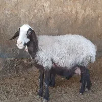 میش بره دار